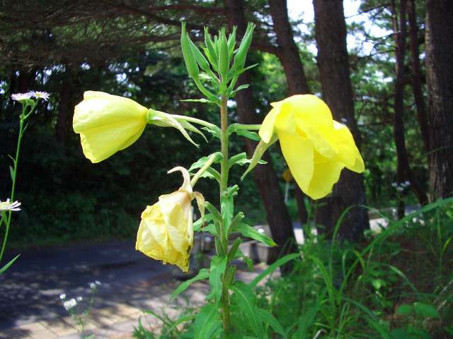 گل مغربی Oenothera erythrosepala 3